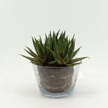 Succulent in vaso cm.20