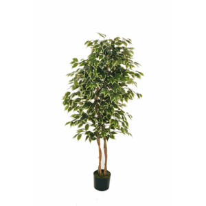 CV-Ficus h.150 variegato