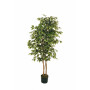 CV-Ficus h.150 variegato