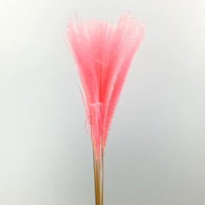 Miscanthus cm.80 rosa (pz.10)