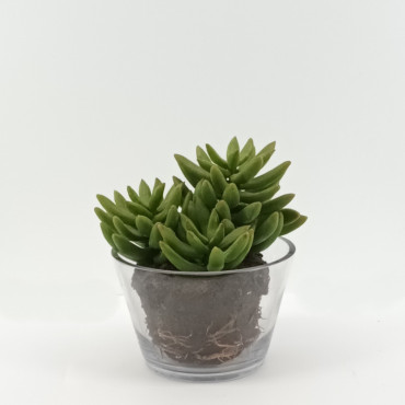 Succulent in vaso cm.20