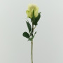 Rosa bocciolo cm.50 verde