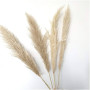 Pampas cm.150 natur (pz.5)