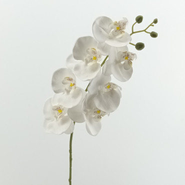 Phalaenopsis ramo cm.75 bianco