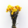 Helichrysum giallo