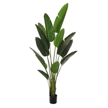 Strelitzia pianta h.210 verde