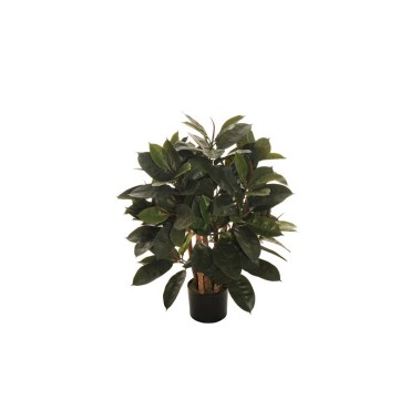 Ficus plant cm. 90 verde