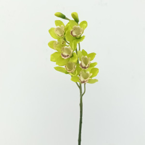 Cymbidium cm.72 verde