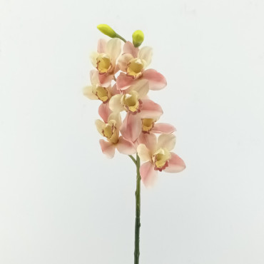 Cymbidium cm.72 rosa