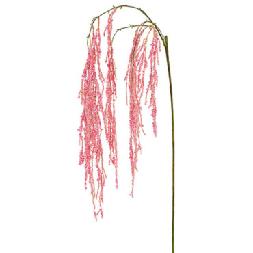 Amaranthus cm.175 rosa