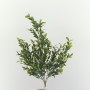 Boxwood mazzo cm.55 verde