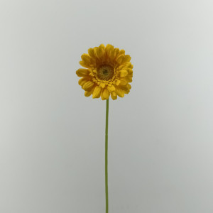 Gerbera cm.61 giallo