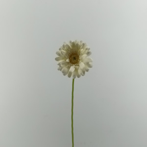 Gerbera cm.61 bianco