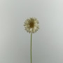 Gerbera cm.61 bianco