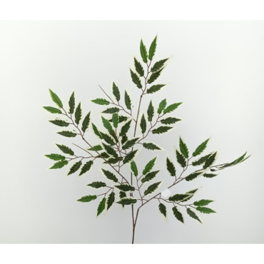 Ficus lanceolato cm. 60 variegato