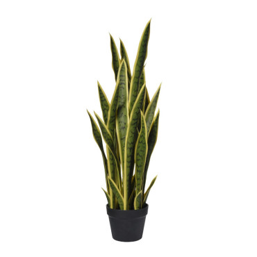 CV-Sanseveria plant h.85