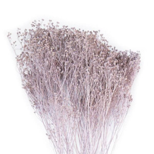 Broom blooms dusty milka(gr.100)