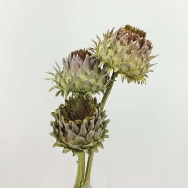 Cynara verde lime (pz.3)