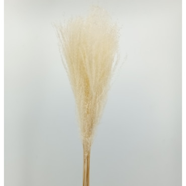 Miscanthus cm.80 bianco (pz.10)