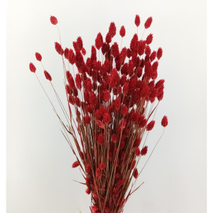 Phalaris olanda rosso scuro (gr.250)
