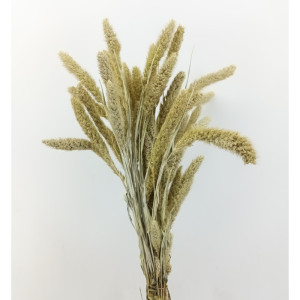 Setaria olanda mysty bianco (gr.250)