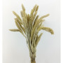 Setaria olanda mysty bianco (gr.250)