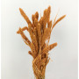 Setaria olanda mysty corallo (gr.250)