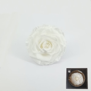 Rosa pres. d.09 bianco