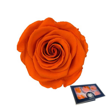 Rosa pres. d.06 arancio sfumato (pz.6)