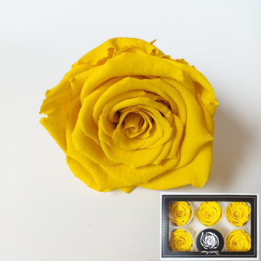 Rosa pres. d.06 giallo (pz.6)