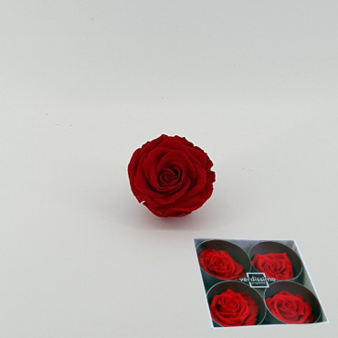 Rosa pres. d.07 premium rosso (pz 4)