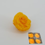 Rosa pres. d.07 premium giallo (pz 4)