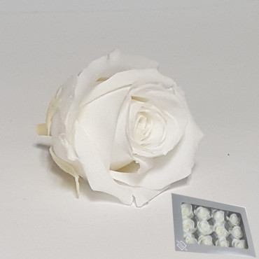 Rosa pres. d.04 mini white(pz.12)