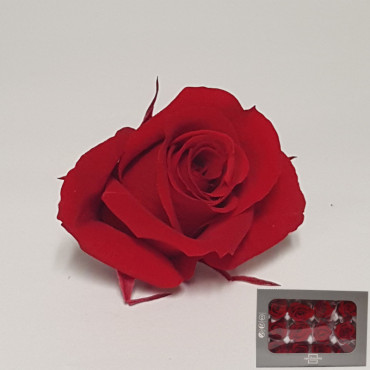 Rosa pres. d.04 mini red(pz.12)