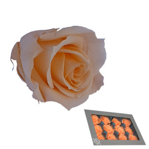 Rosa pres. d.04 mini peach (pz.12)