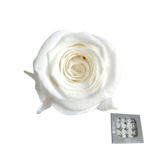 Rosa pres. d.03 princess bianco (pz.16)