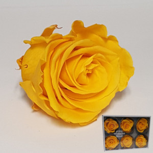 Rosa pres. d.05 standard warm yellow (pz.6)