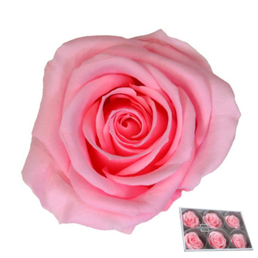 Rosa pres. d.05 standard pastel pink (6 pz.)