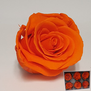 Rosa pres. d.05 standard orange (pz.6)