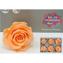 Rosa pres. d.05 standard peach (pz.6)