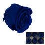 Rosa pres. d.05 standard dark blue (6 pz.)