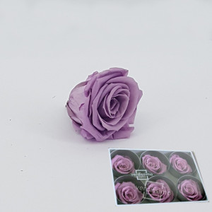 Rosa pres. d.05 standard lilac (6 pz.)