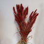 Setaria olanda rosso (gr.250)