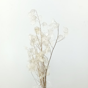 Lunaria naturale (gr.50)