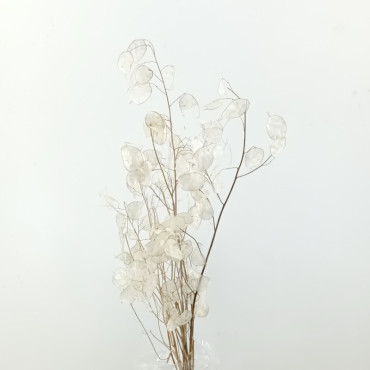 Lunaria naturale (gr.50)