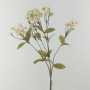 Dianthus cm.65 crema