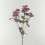 Dianthus cm.65 bordeaux