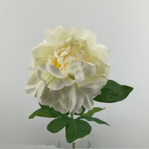 Peonia cm.65 cream