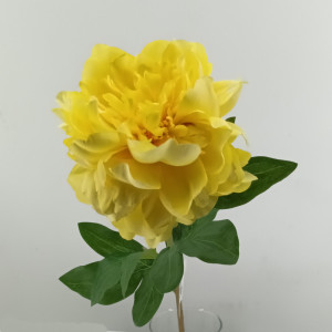 Peonia cm.65 LT yellow