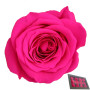 Rosa pres. d.04 mini dark pink (pz.12)